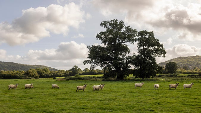 Sheep grazing a field in front of a large oak tree.